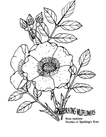 Nootka Rose Coloring Page